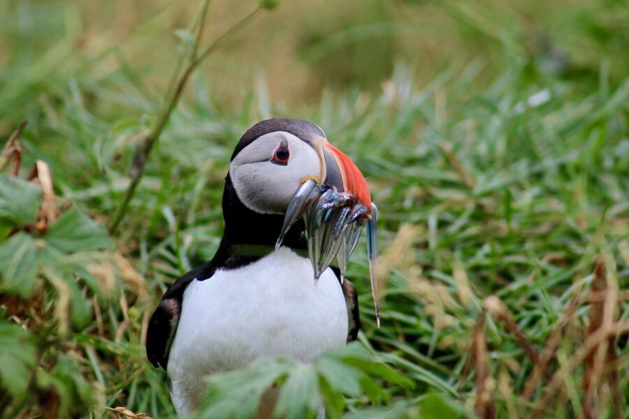Reykjavik: 1-Hour Puffin Watching Tour - Is one hour enough?
