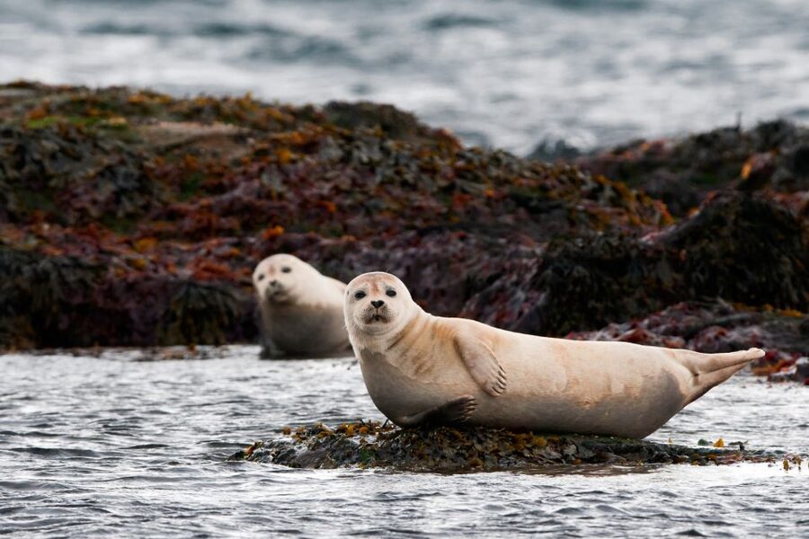 Reykjavik: 2-Day West Tour with Snæfellsnes & Silver Circle - Hraunfossar, Barnafoss, and Reykholt