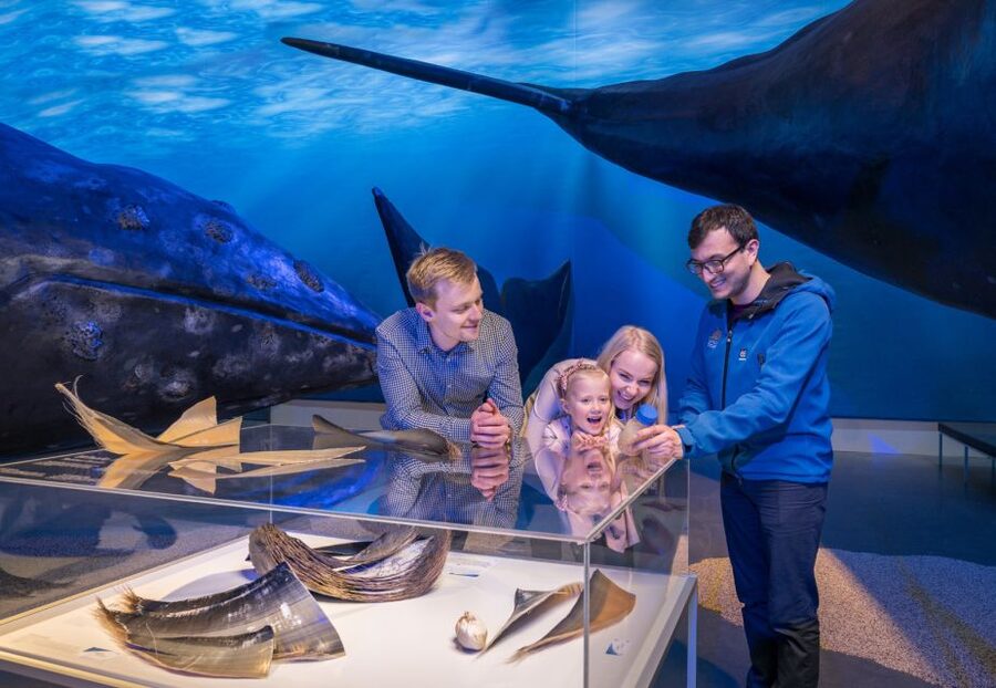 Reykjavik: 2-Hour Northern Lights by Boat with Backup Plan - Should you book the Reykjavik boat tour?