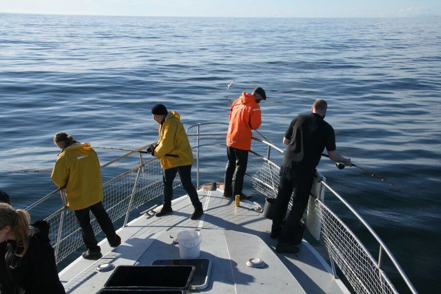 Reykjavik: 3-Hour Sea Angling Gourmet Experience Tour - The catch: cod, haddock, mackerel, and more