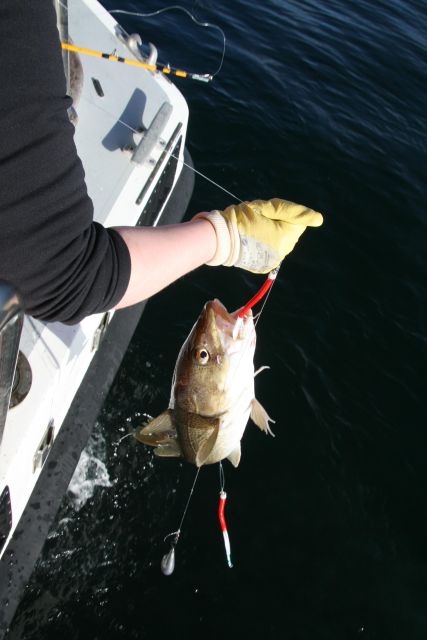 Reykjavik: 3-Hour Sea Angling Gourmet Experience Tour - Wildlife and the open-water setting