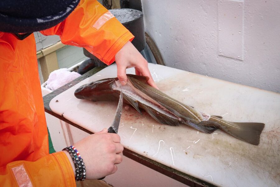 Reykjavik: 3-Hour Sea Angling Gourmet Experience Tour - What happens once Jóhanna leaves the harbour