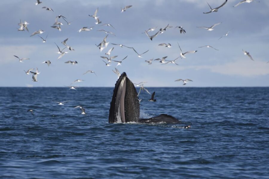 Reykjavik: ATV Ride & Whale Watching Boat Tour - At a glance