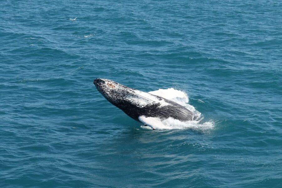 Reykjavik: Best Value Whale Watching Boat Tour - Key points to know before sailing