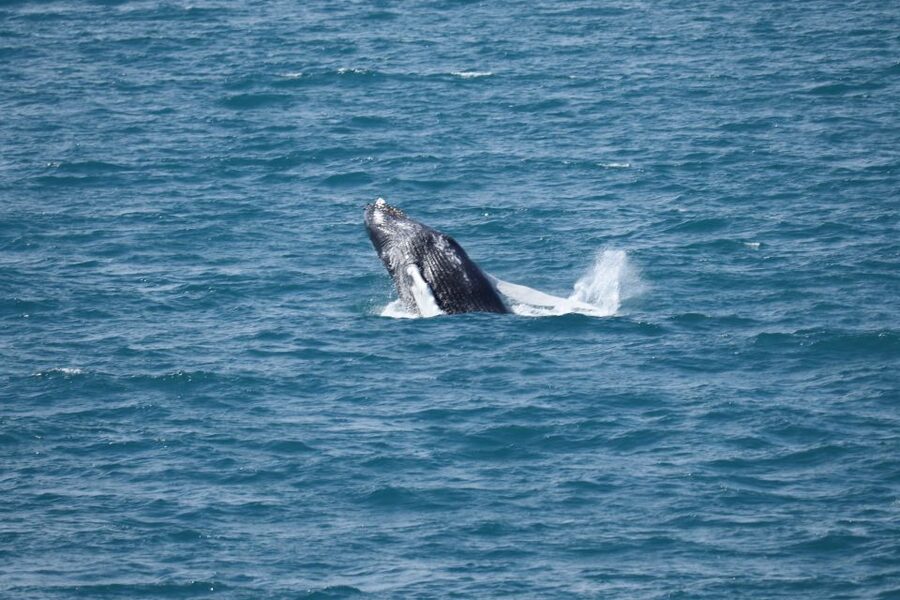 Reykjavik: Best Value Whale Watching Boat Tour - Useful booking details for a smooth morning