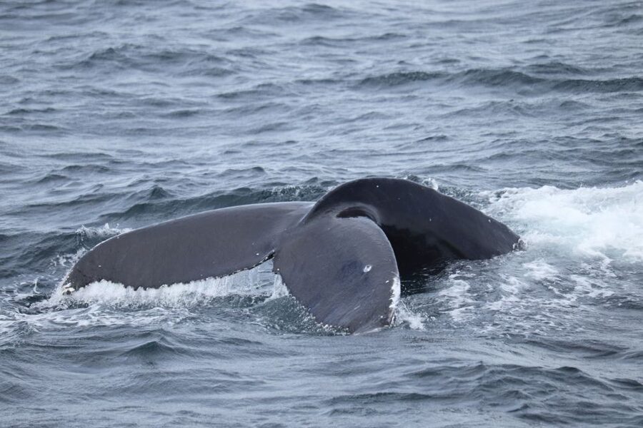 Reykjavik: Best Value Whale Watching Boat Tour - Guides who make the waiting worthwhile