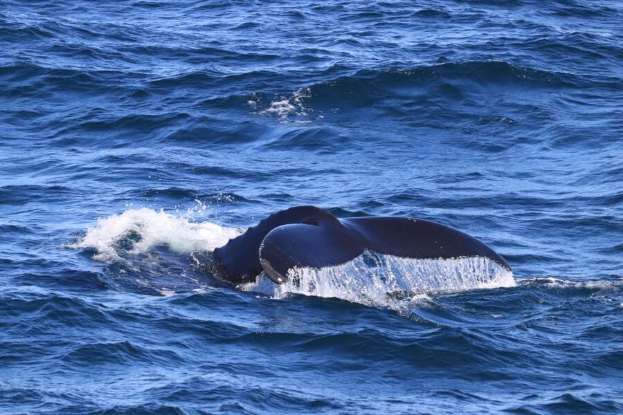 Reykjavik: Best Value Whale Watching Boat Tour - Warm clothing is not optional