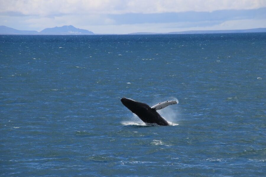 Reykjavik: Best Value Whale Watching Boat Tour - The responsible way to watch whales