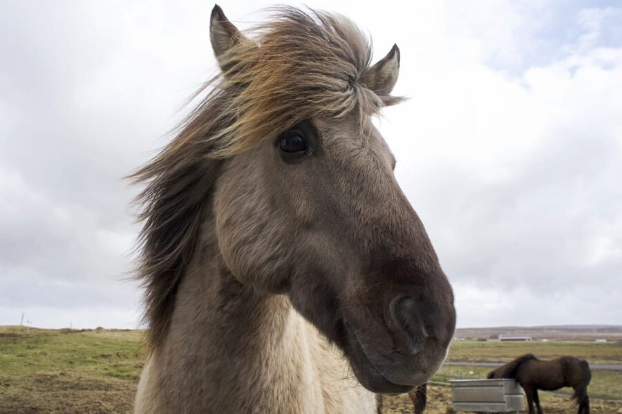 Reykjavik Combo: Horse Riding & Snorkeling in Silfra Fissure - The cold is real, especially in winter