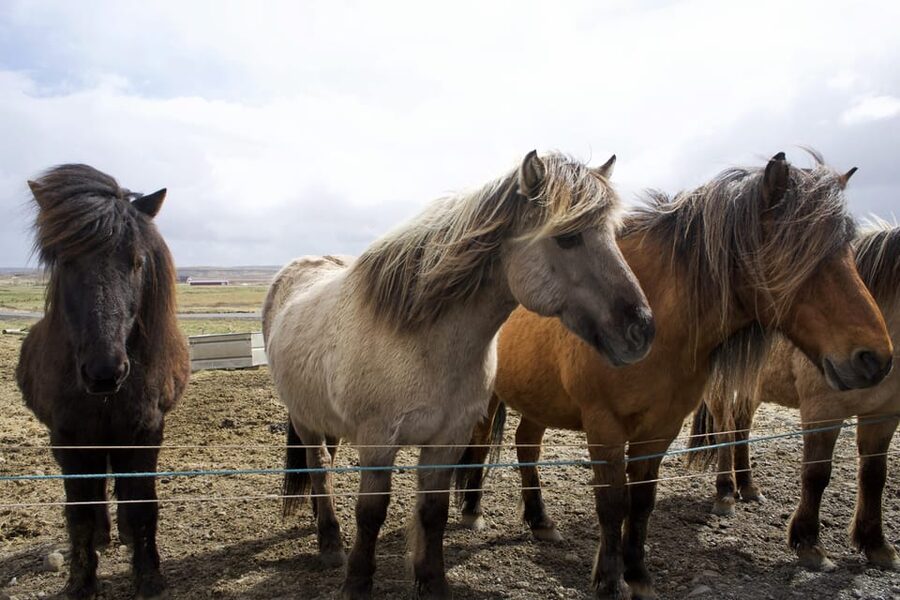 Reykjavik Combo: Horse Riding & Snorkeling in Silfra Fissure - Is $322 good value for Iceland?