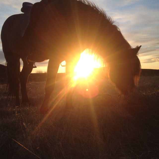 Reykjavik: Evening Sleipnir Horse Riding Tour with Pickup - Horses, equipment, and comfort