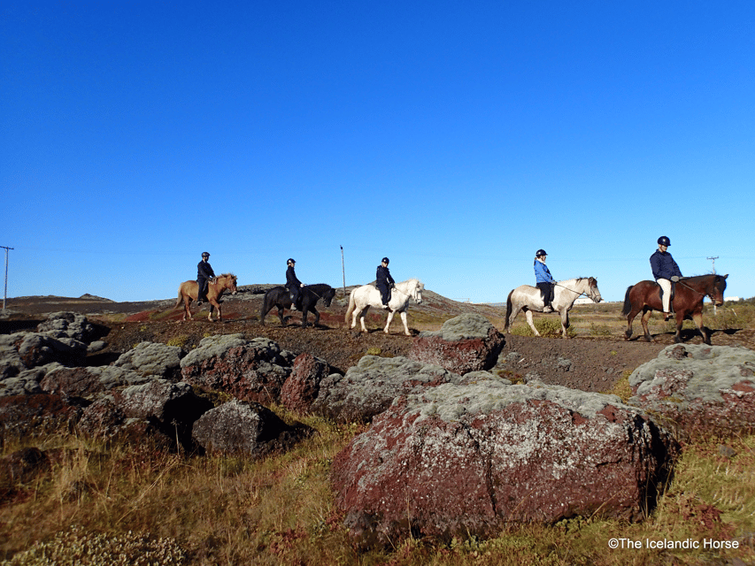 Reykjavík: Horse Riding Tours - Key points before you book