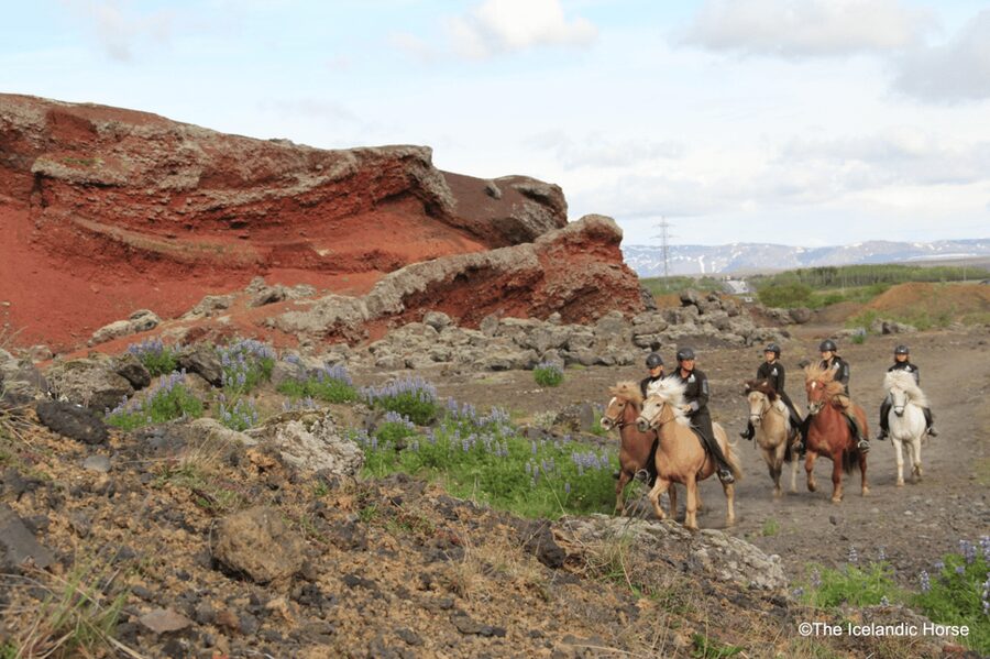 Reykjavík: Horse Riding Tours - A close-in horseback ride with a distinctly Icelandic feel