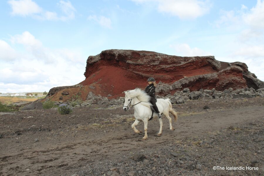 Reykjavík: Horse Riding Tours - Learning the tölt