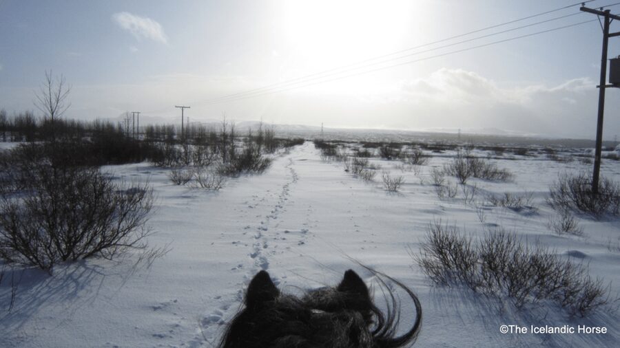 Reykjavík: Horse Riding Tours - Who should book this ride