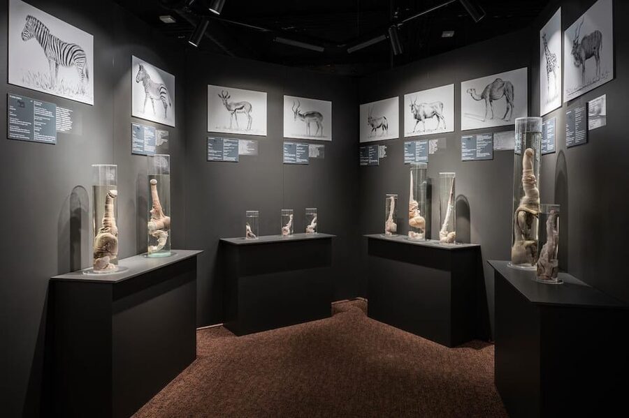 Reykjavik: Icelandic Phallological Museum Entry Ticket - The Collection’s Biggest Strength and Its Main Risk