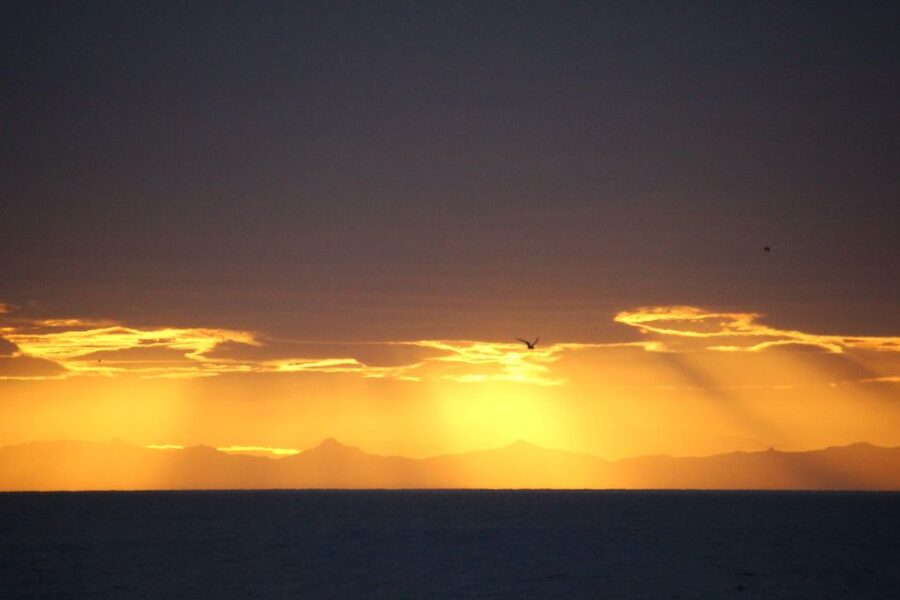 Reykjavík: Midnight Sun Whale Watching Cruise - Key points to know before you book