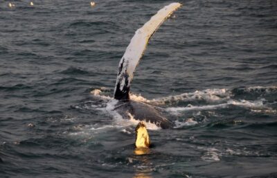 Midnight Sun Whale Watching Cruise