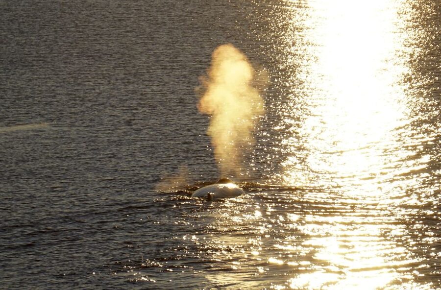 Reykjavík: Midnight Sun Whale Watching Cruise - Staying comfortable on a moving boat