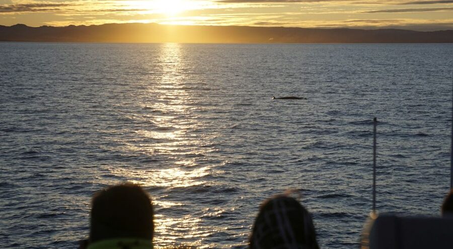 Reykjavík: Midnight Sun Whale Watching Cruise - Who should choose this cruise?