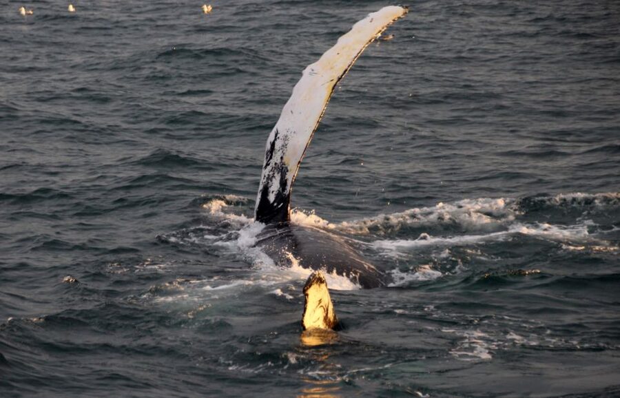 Reykjavík: Midnight Sun Whale Watching Cruise - What the ride aboard Rósin is like