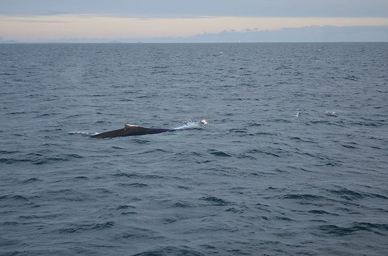 Reykjavik: Midnight Sun Whale Watching Tour - Music, drinks and the ride back