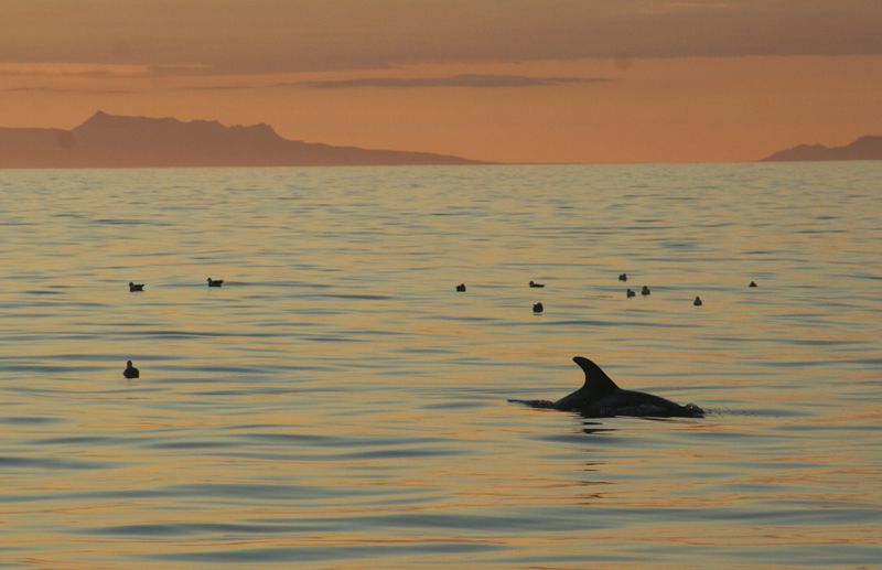 Reykjavik: Midnight Sun Whale Watching Tour - Who will enjoy this cruise most?