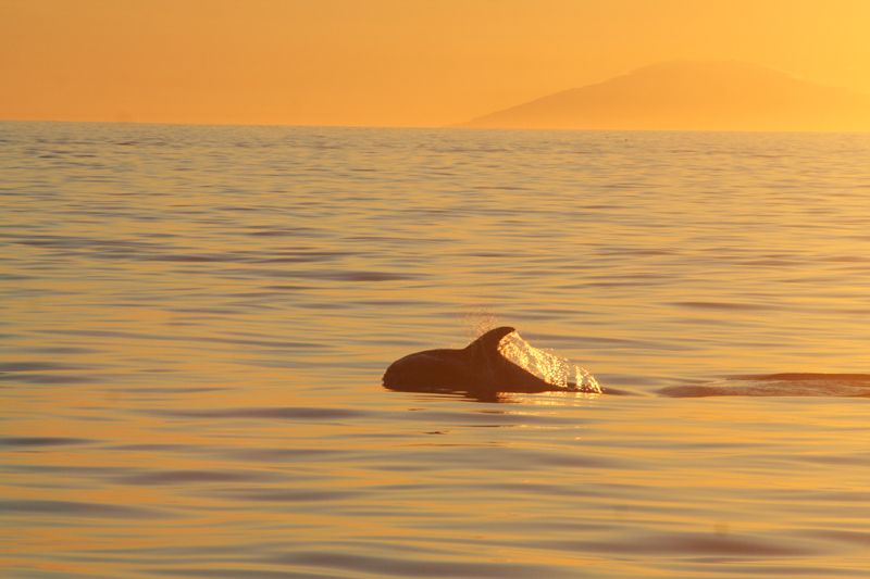 Reykjavik: Midnight Sun Whale Watching Tour - Booking advice for your Reykjavik evening