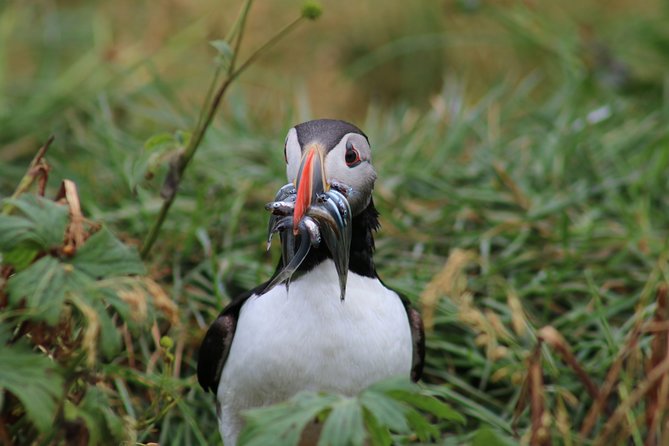 Reykjavik Premium Puffin tour | Close Up and Personal - Who will enjoy this tour most