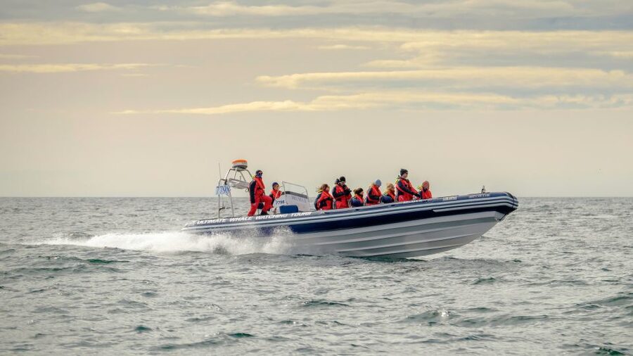 Reykjavik: Premium Whale and Puffin Watching Evening Tour - Around the islands: the puffin portion