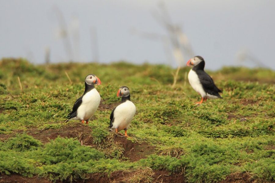 Reykjavik: Premium Whale and Puffin Watching Evening Tour - Searching Faxaflói Bay for whales
