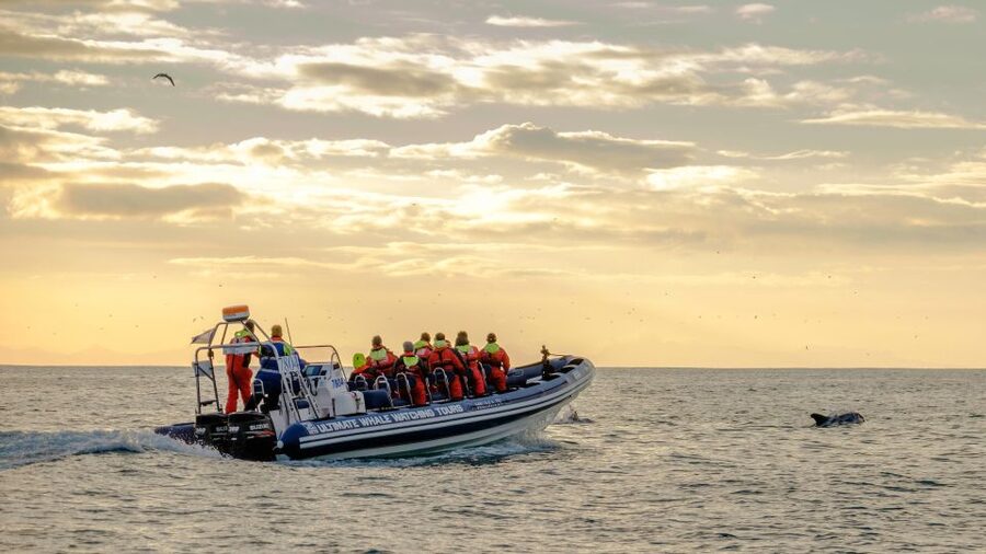 Reykjavik: Premium Whale and Puffin Watching Evening Tour - The midnight-sun advantage