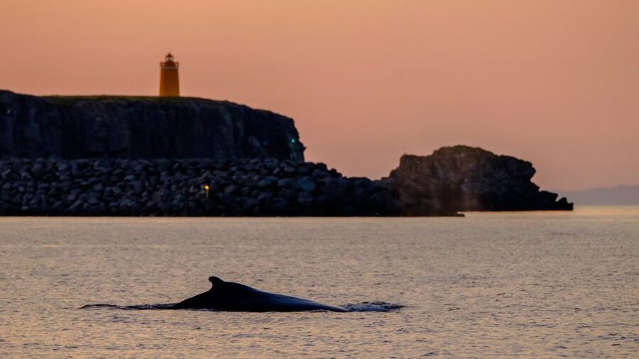Reykjavik: Premium Whale and Puffin Watching Evening Tour - Who should book this trip?