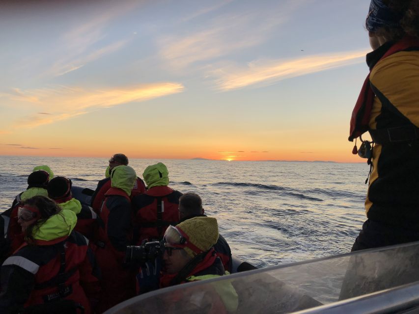 Reykjavik: Premium Whale and Puffin Watching Evening Tour - Practical details that affect your choice