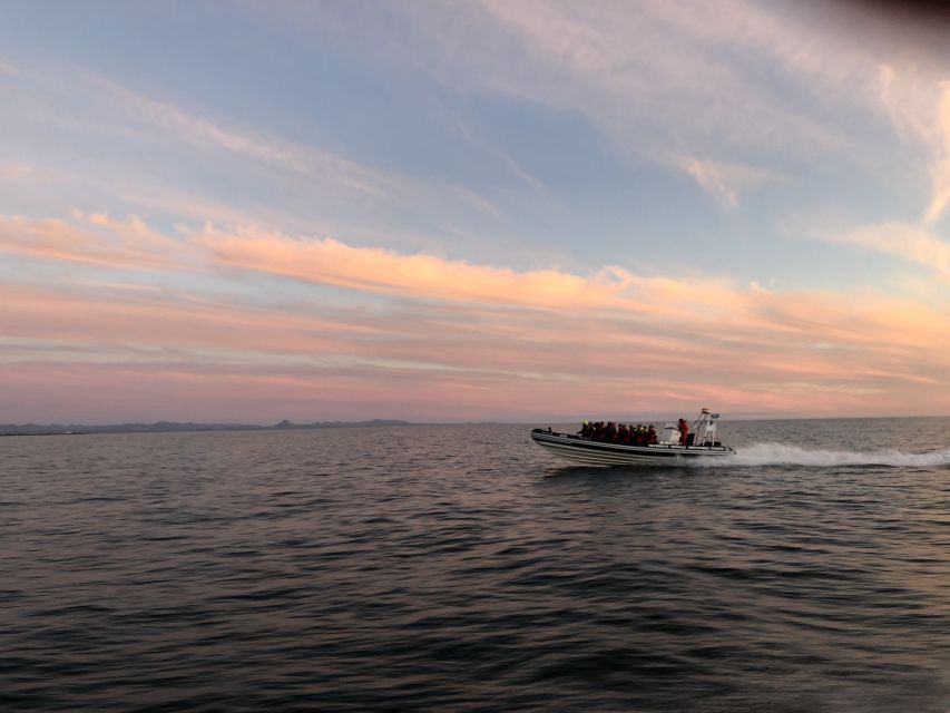 Reykjavik: Premium Whale and Puffin Watching Evening Tour - What the RIB ride feels like