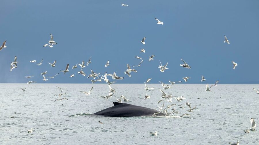 Reykjavik: Premium Whale Watching with Flexible Ticket - My verdict on the Reykjavík RIB tour