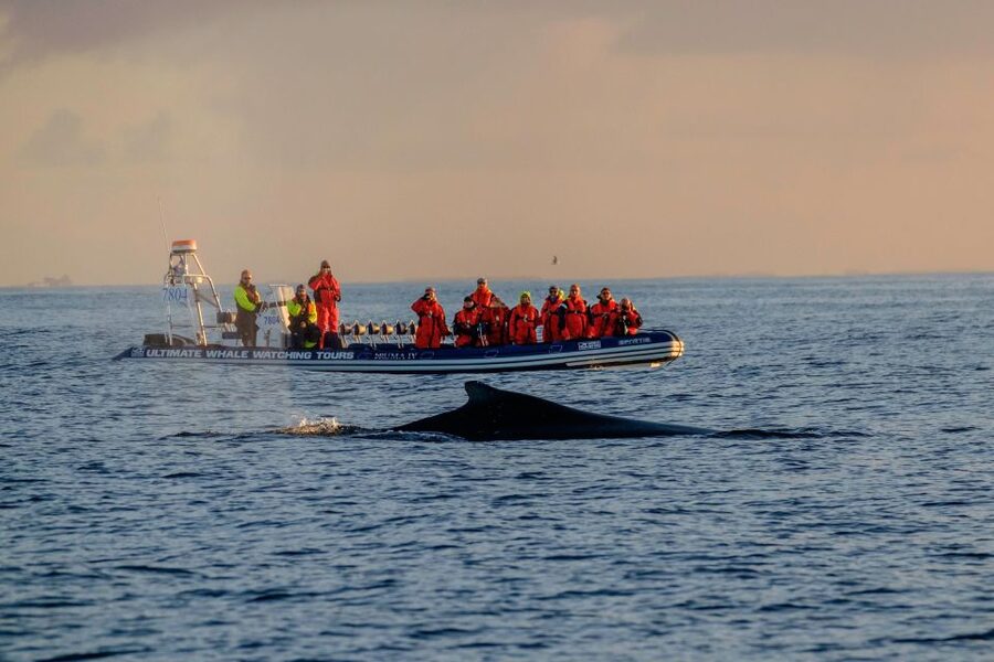 Reykjavik: Premium Whale Watching with Flexible Ticket - Summer puffin watching from May through August