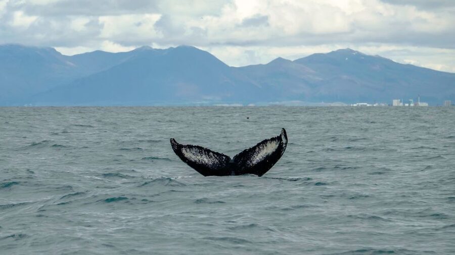 Reykjavik: Premium Whale Watching with Flexible Ticket - The RIB seats and cold-weather gear