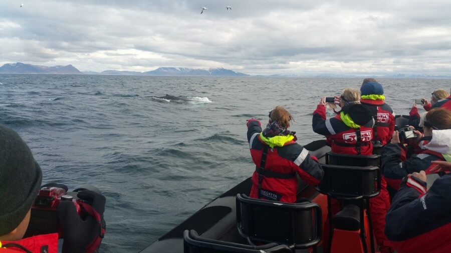 Reykjavik: Premium Whale Watching with Flexible Ticket - Returning along Reykjavík’s shoreline