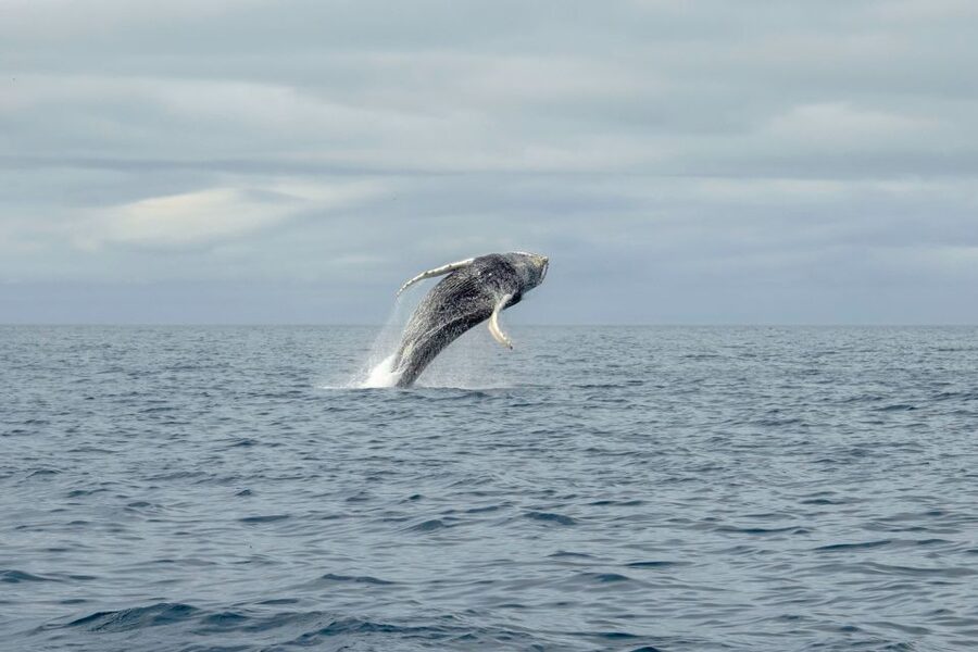 Reykjavik: Premium Whale Watching with Flexible Ticket - The flexible ticket is useful in Iceland