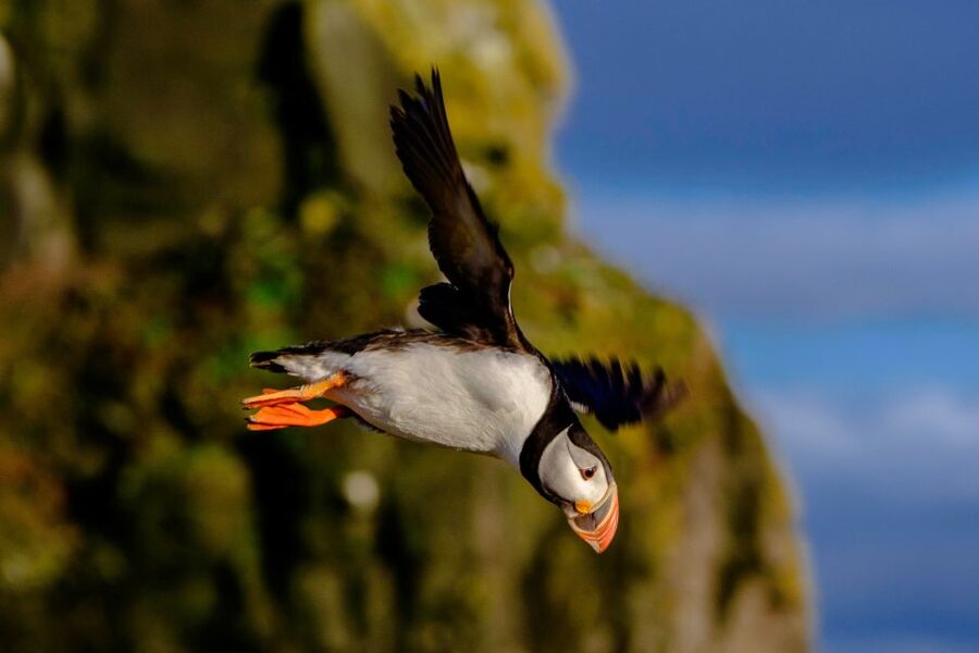 Reykjavik: Premium Whale Watching with Flexible Ticket - Who should book this RIB safari?