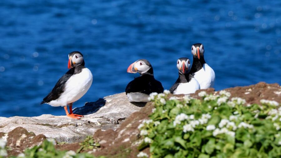 Reykjavik: Premium Whale Watching with Flexible Ticket - Humpbacks, minkes, dolphins, and the luck factor
