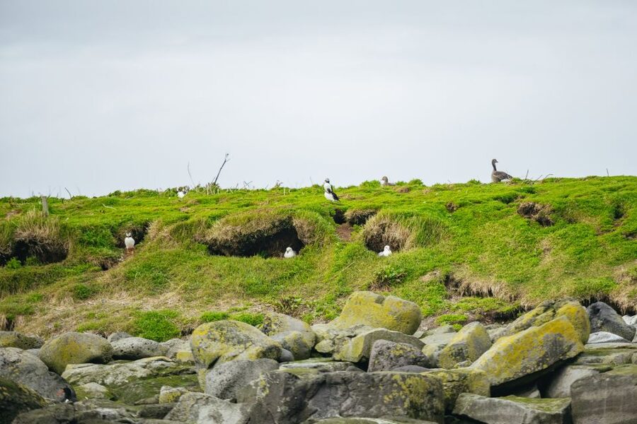 Reykjavik: Puffin Watching Boat Tour - A guide-led hour with plenty of bird facts