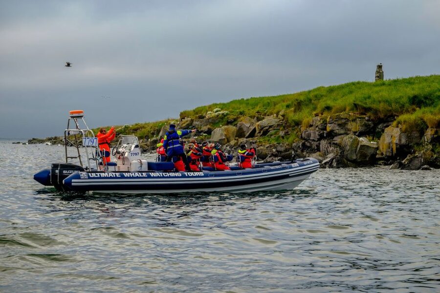 Reykjavik: Puffin Watching Tour - Other birds and occasional sea life