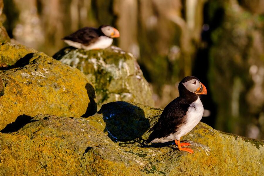 Reykjavik: Puffin Watching Tour - Price and practical value at $101
