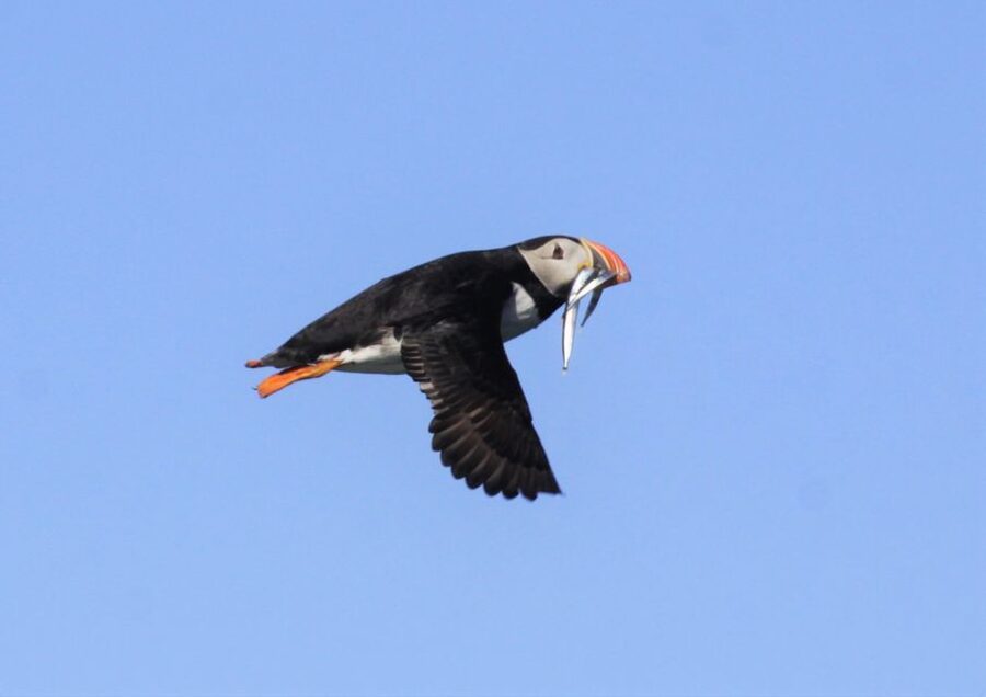 Reykjavik: Puffin Watching Tour - What to wear and what to leave behind