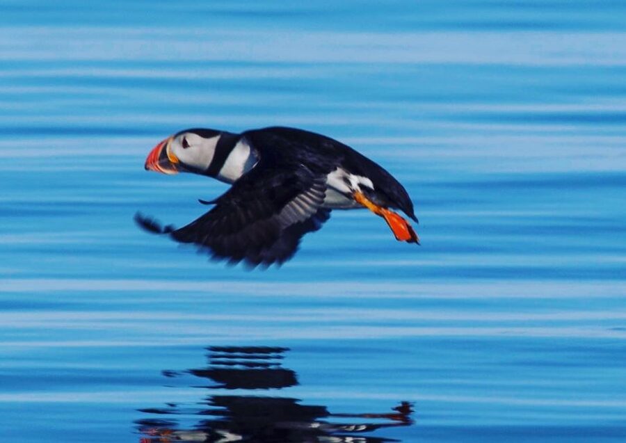 Reykjavik: Puffin Watching Tour by RIB Speedboat - Leaving Reykjavik’s Old Harbor on a RIB boat