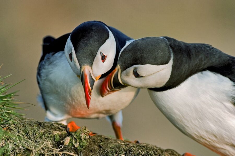 Reykjavik: Puffin Watching Tour by RIB Speedboat - Weather, cancellation, and practical planning