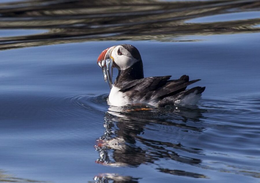 Reykjavik: Puffin Watching Tour by RIB Speedboat - Lundey and Akurey, the puffin islands