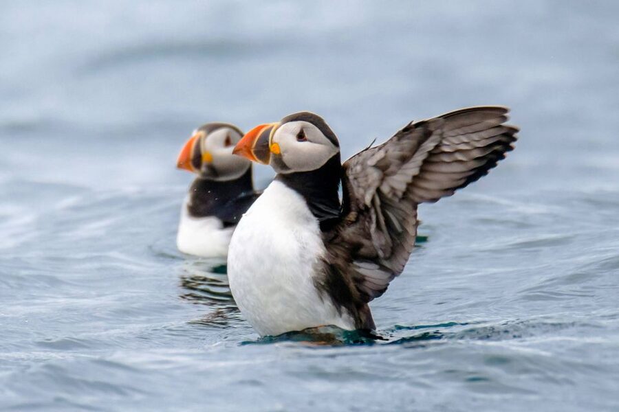 Reykjavík: RIB Speed-Boat Puffin Watching Tour - Finding the wooden hut before departure